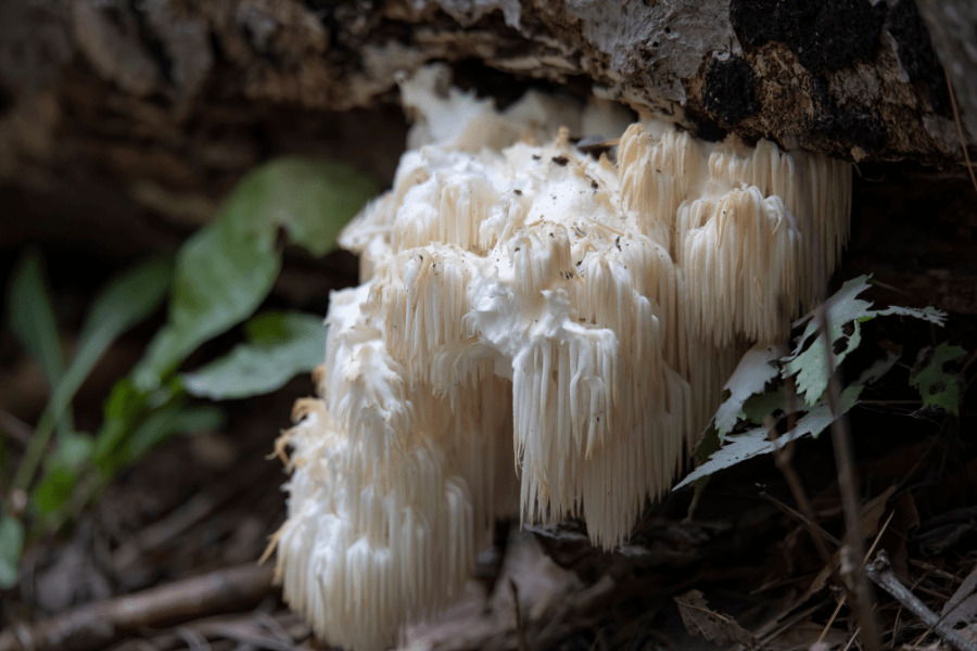 adaptogen lion's main mushroom growing in the wild