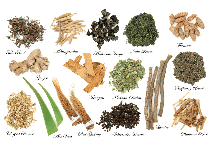 adaptogens 15 herbs listed by name and photo