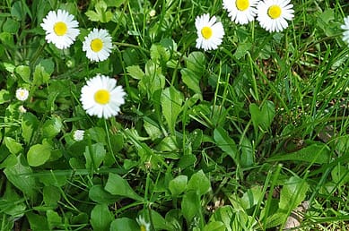 Bellis perennis L. lawn daisy paquerette