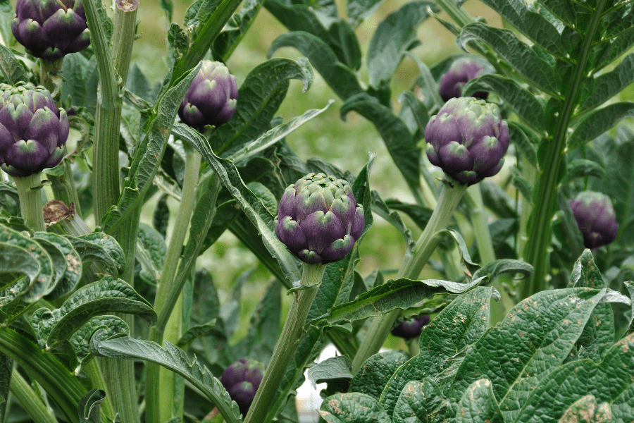 artichoke leaf