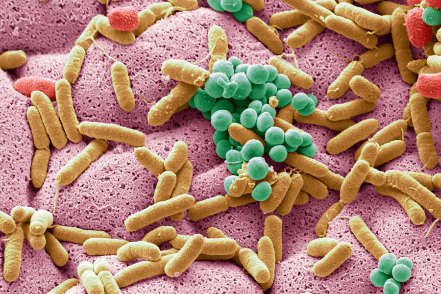close up photo of gut microbiota