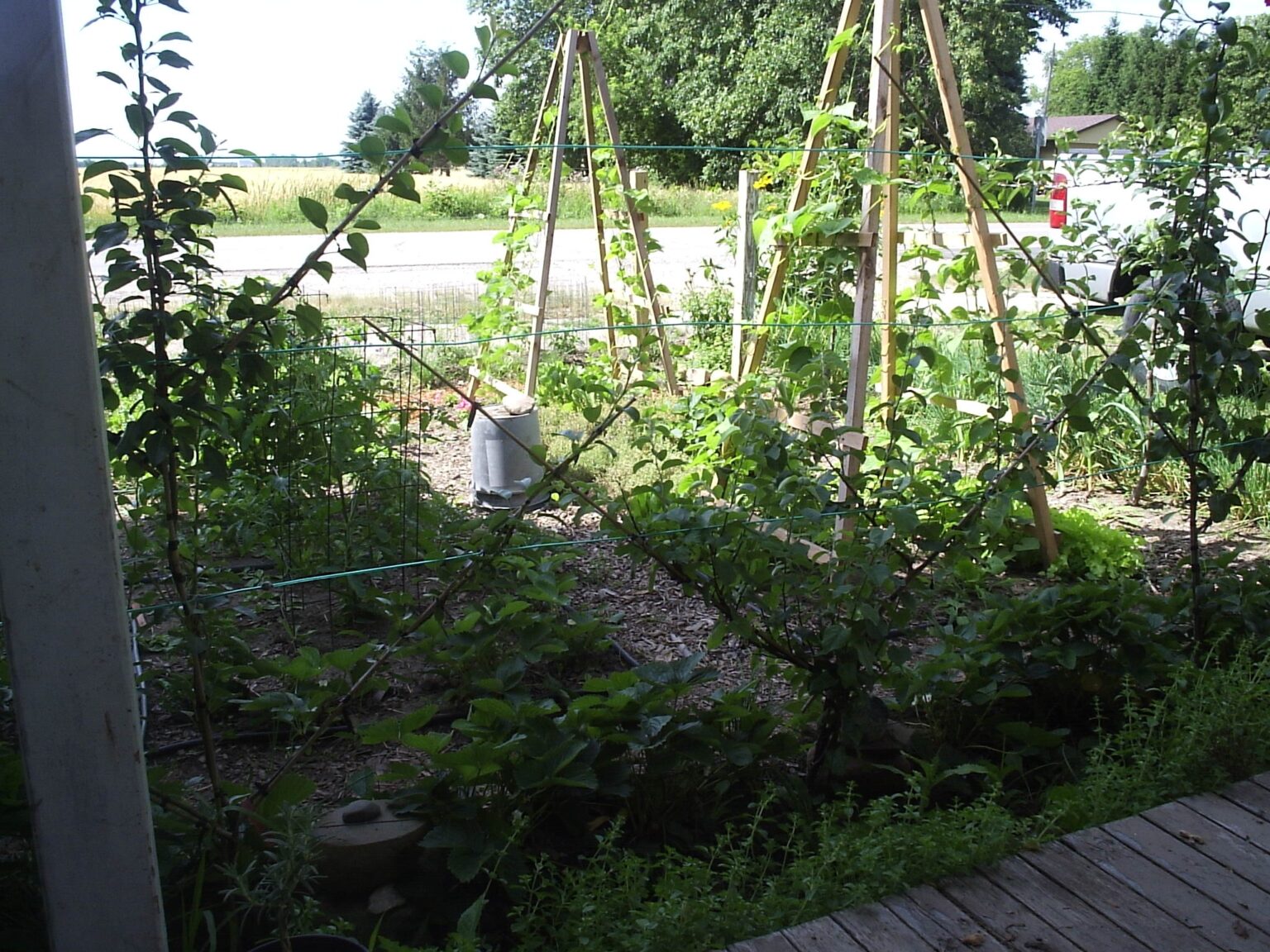 Herb garden with bark paths and Belgian fence espaliered fruit trees in Clugnat, France
