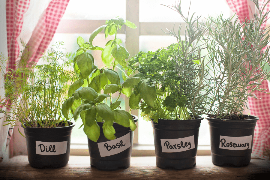 medicinal herbs growing in pots on window sill