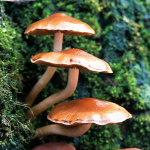 mushrooms for inflammation